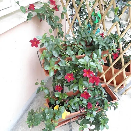 Altobelli 2* Rome